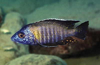 Aulonocara gertrudae 'Lupingu'